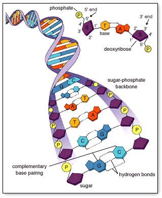 DNA Structure - Cheyann Gilson